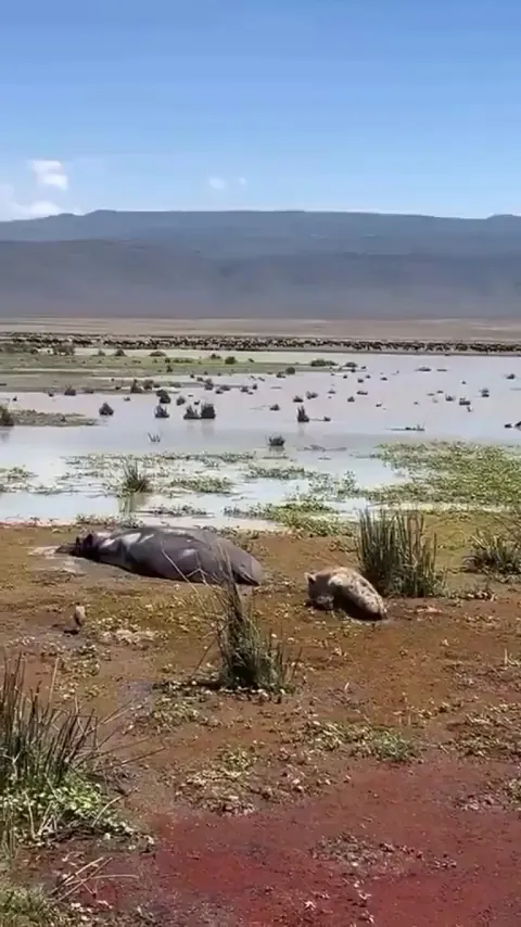 🔥 Opportunistic hyena lucky to survive a very close escape from wallowing hippo