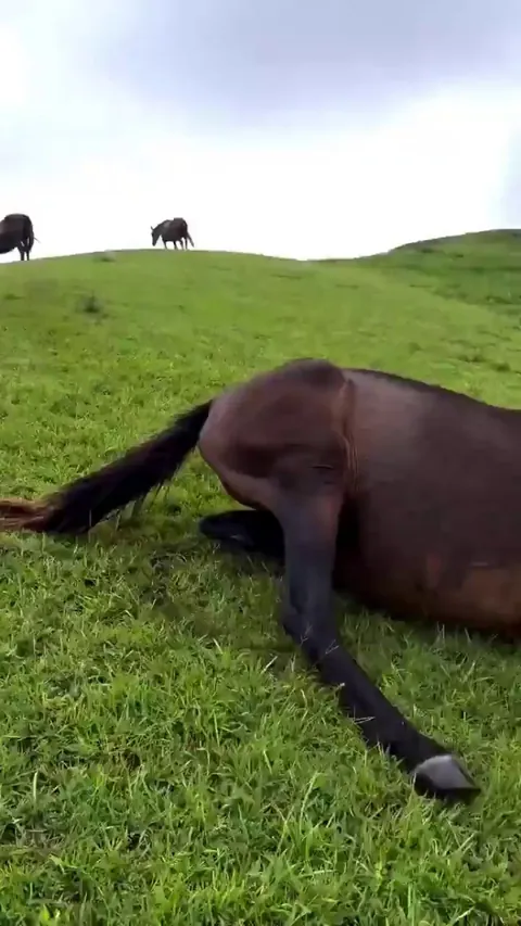 A horse sliding for fun!