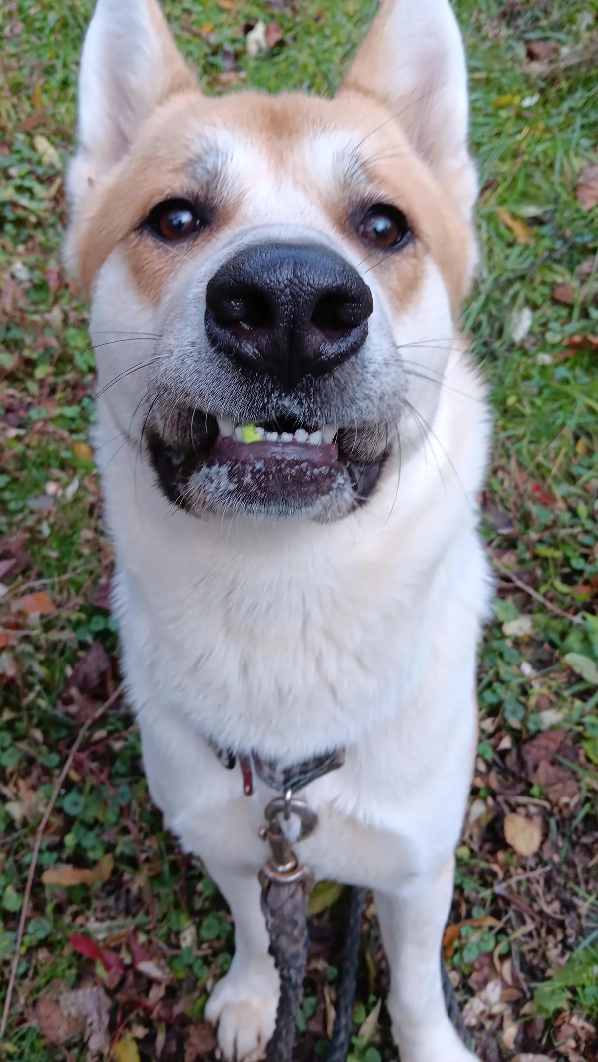 [OC]He saved the ball ...but couldn't save himself.