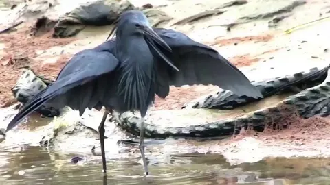🔥 A black heron using its wings like an umbrella, creating shade to attract fish, a behavior known as canopy feeding.