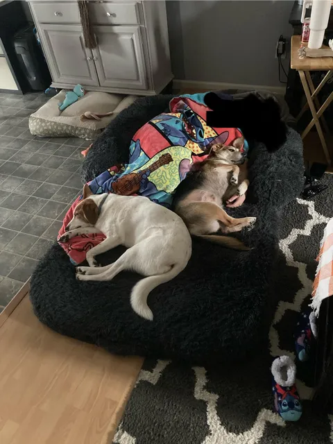 My daughter bought a human sized dog bed so they can all fall asleep together. They love it. 