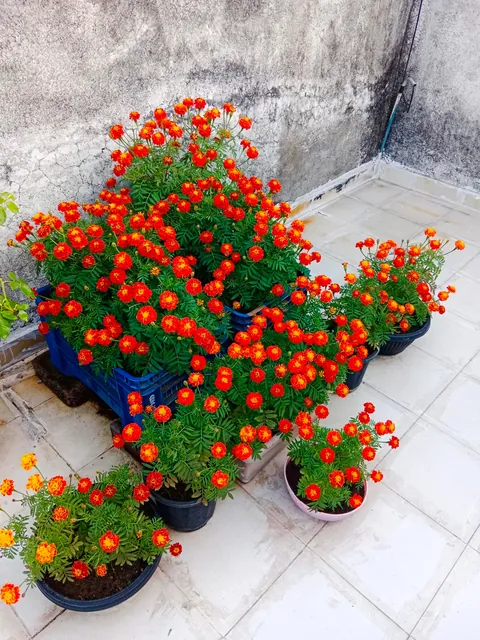 French marigold Scarlet Red