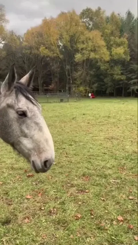 Horse walks along with an imaginary leash