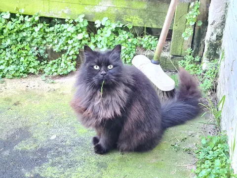 This is a cat that I suspect is ownerless which comes to my back door for food and fuss each morning.