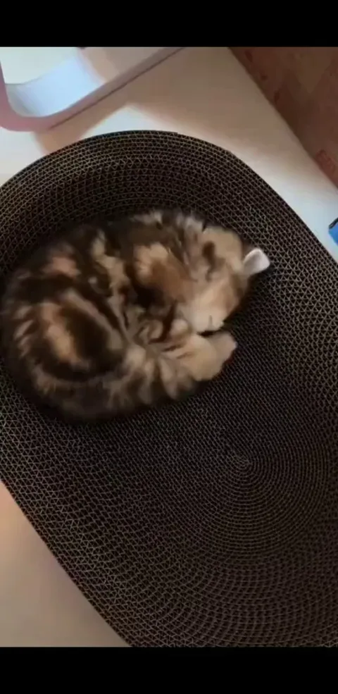 A small furrball