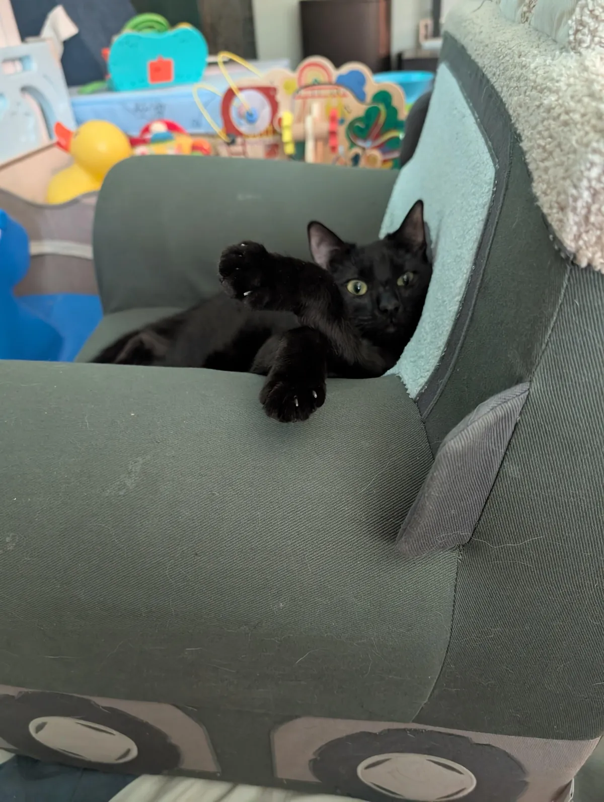 One year ago, I adopted my very first cat!