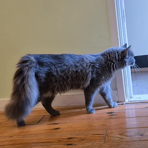 I swear these are unedited pictures of our ca-I mean, brontosaurus