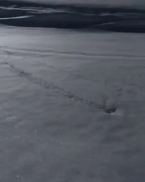 A Norway lemming aggressively defending its territory on the ski slopes