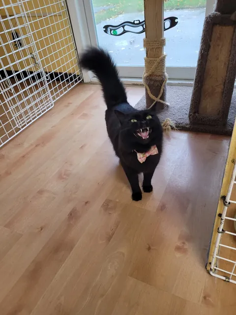 What breed is my cat?