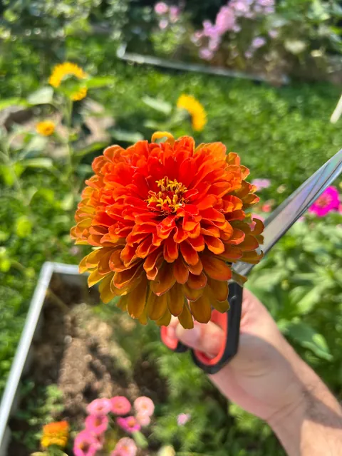 Some flowers I grew from seed this year 💐