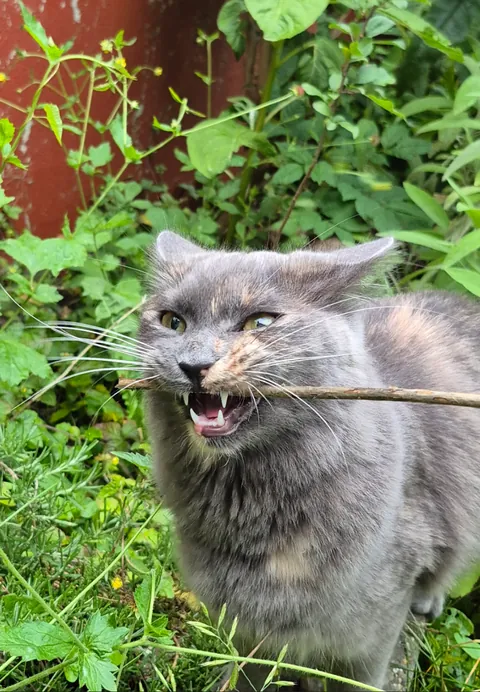 I think Mirin was a dog in one of her 9 previous lives