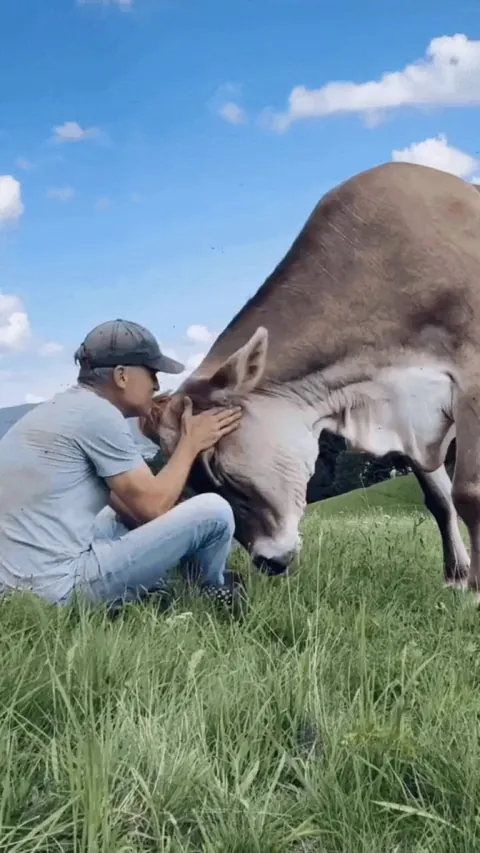 This man makes sure the cows at his animal sanctuary are well cared for