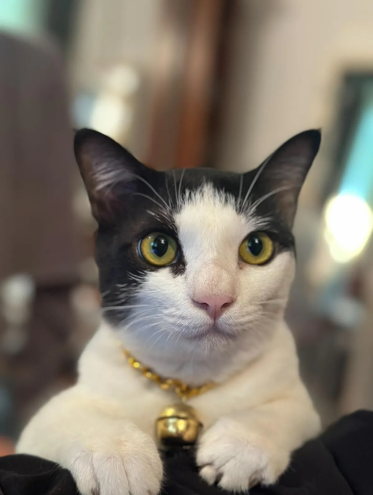 Found him in covered in engine oil 2 years ago, his name is Castrol.