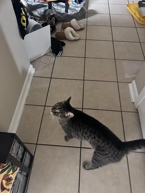 Moved into our new apartment and this cat shows up on our balcony and walks right in.