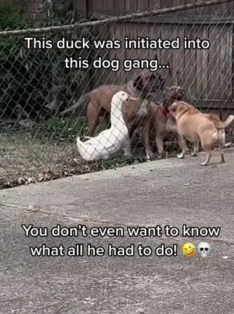 She's trying to bark too