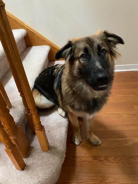 I said sit. He backed up and sat like this.