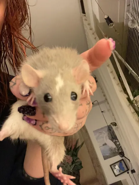 Share your lowest IQ rat ⬇️