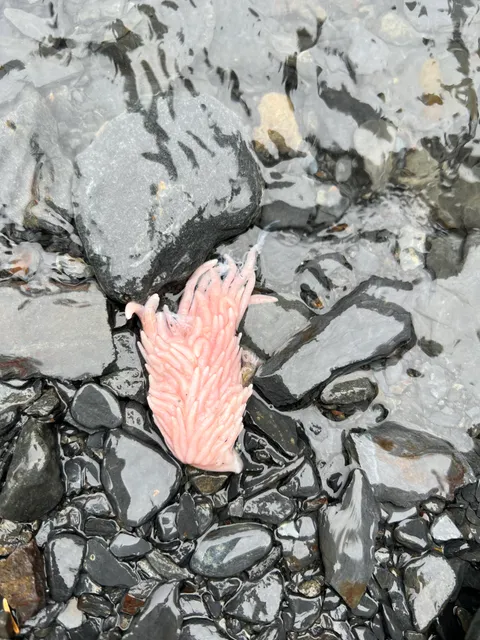 what is this thing that a salmon spit out?