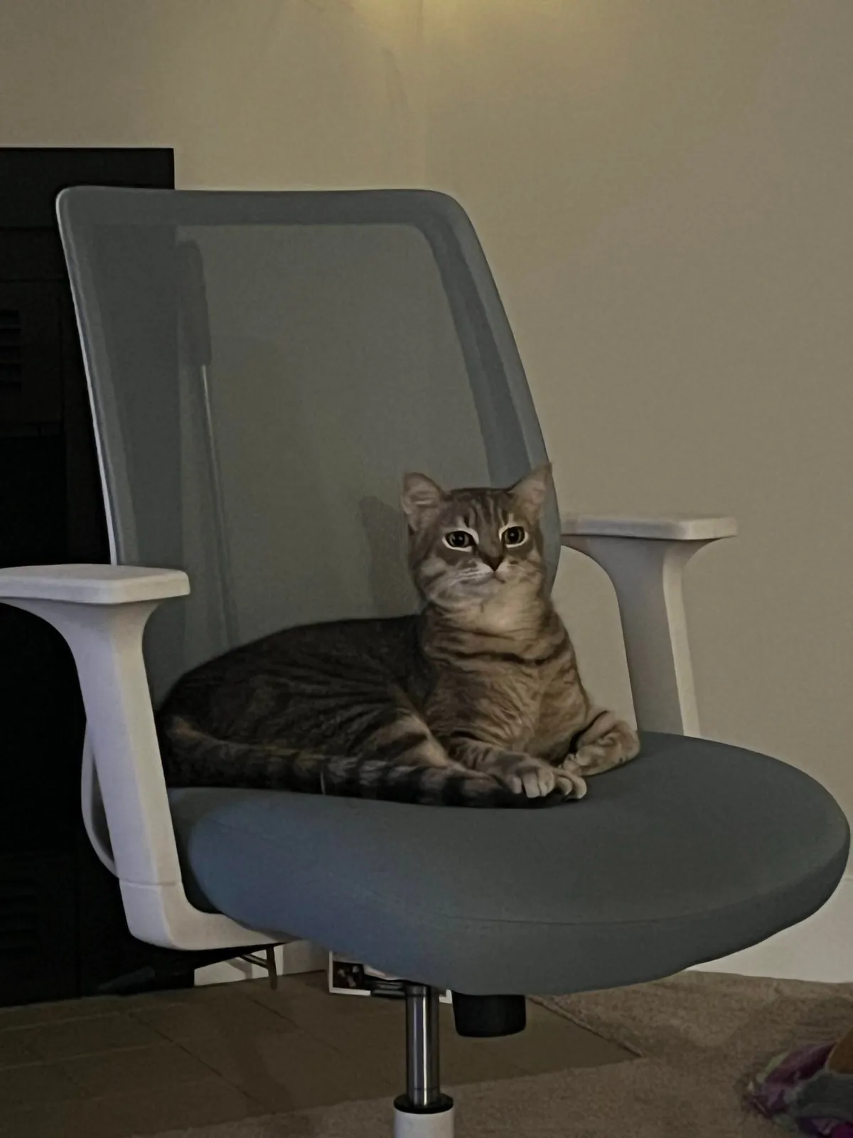 He bit my roommate so I’m posting his ugliest pics