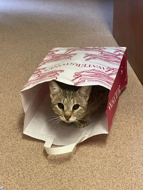 My cat had black eyes on day one: Now she’s coming up to 3 years old and better than ever.