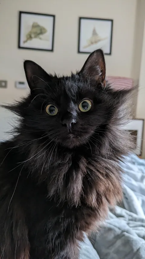 Celery isn't the most elegant after a nap...