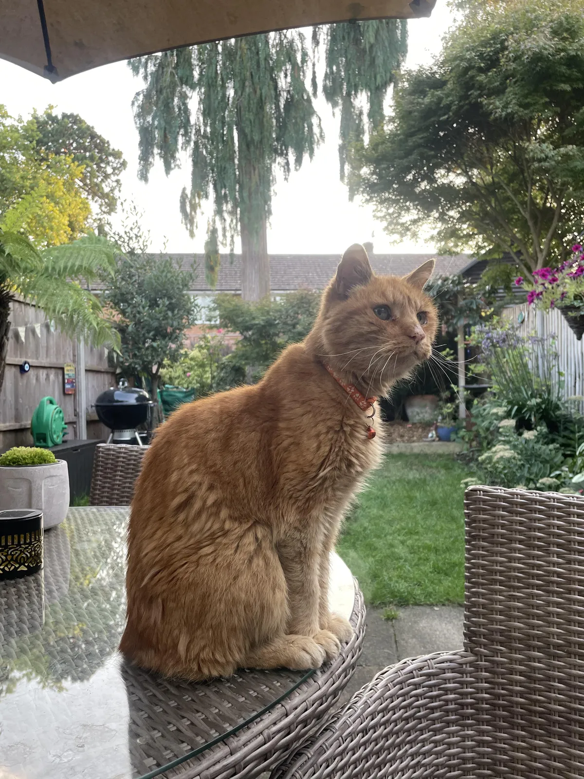 This is Ginger. Ginger waits all day for when I get home from work, then proceeds to meow and paw at me until he’s fed. Ginger is not my cat.