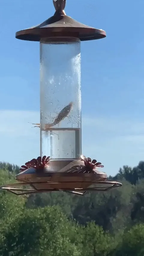 Praying Mantis vs. Hummingbird