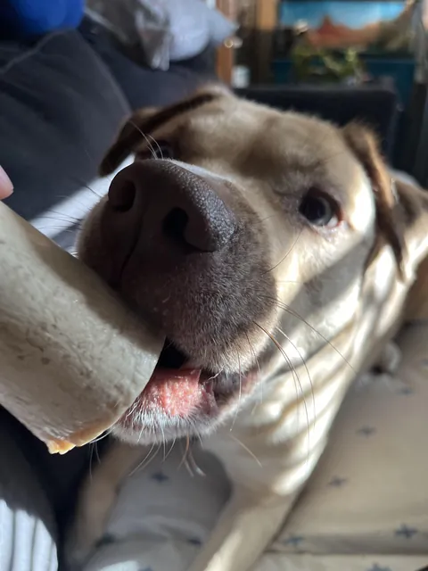 The way he looked at the bone when I was taking pics of him lol