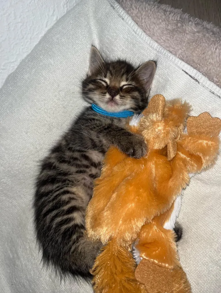 My grandma’s 7 week old cat Django