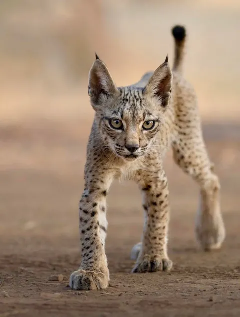 🔥 A BABY IBERIAN LYNX—ONE OF THE RAREST CATS IN THE WILD