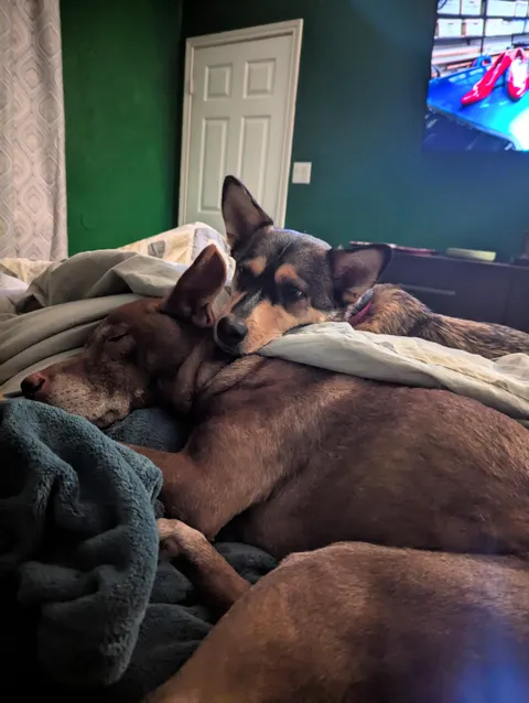Caught my sweet girls cuddling last night. A very rare occurrence!