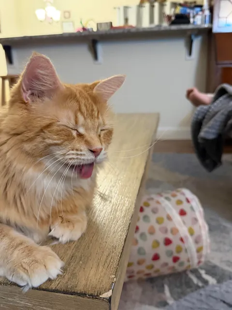 Cat in mid sneeze.