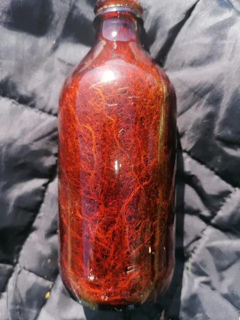 Found an old beer bottle in the mountains with a mini eco system inside..