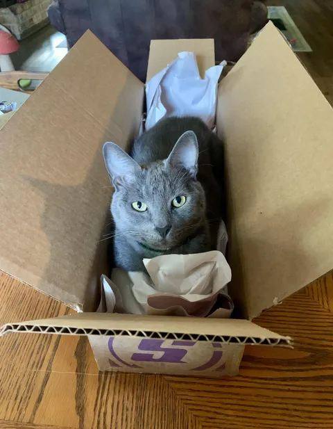 New cat arrived in the mail 🥰
