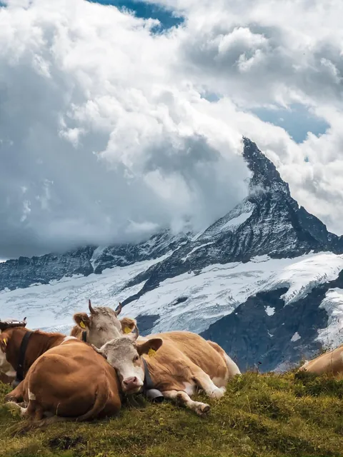 ITAP of some cows