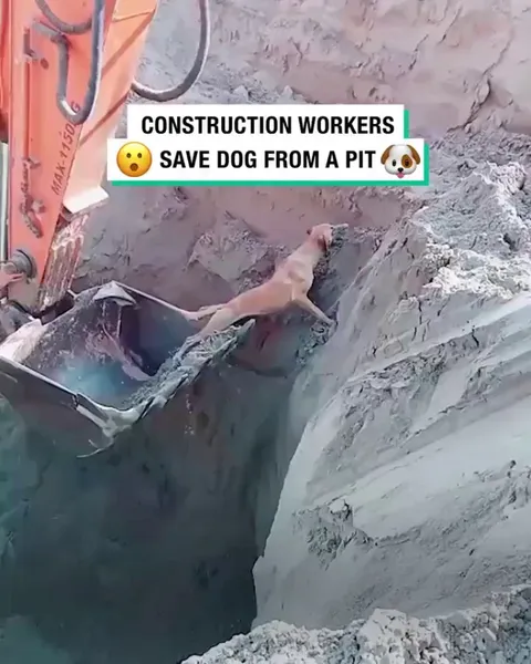 Construction Workers Scoop A Dog Out Of A Pit