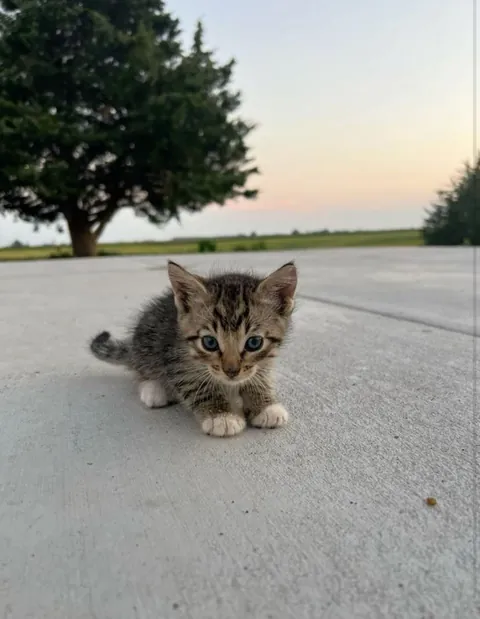 I ordered a lion, got this instead. No regrets.