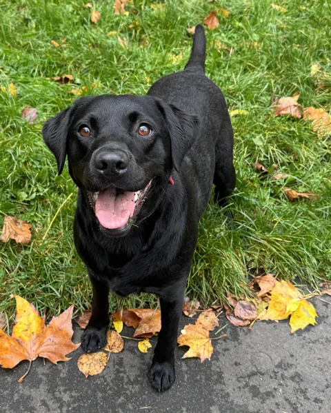 Mods are asleep; post common puppers. Here’s my Labrador.
