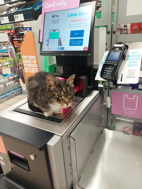 Working hard at the tills
