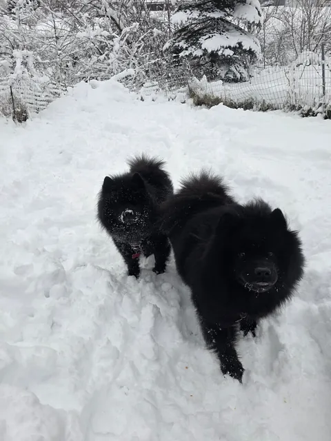 The Flöof sisters are glad the snow is back