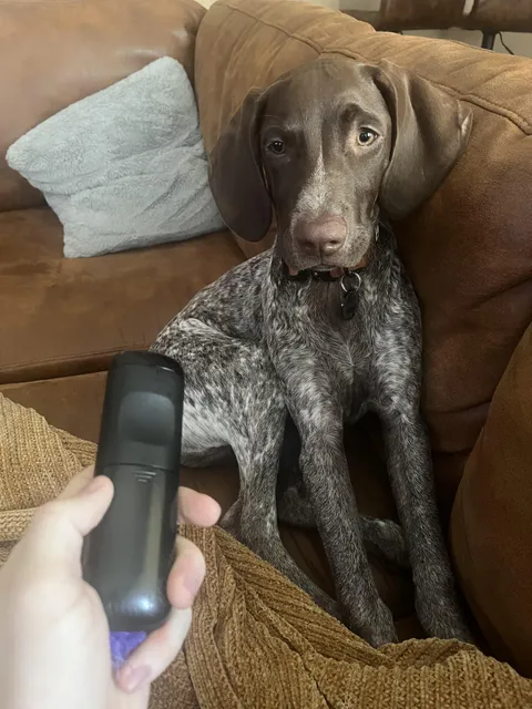 Told him to grab a toy and he brought me this…