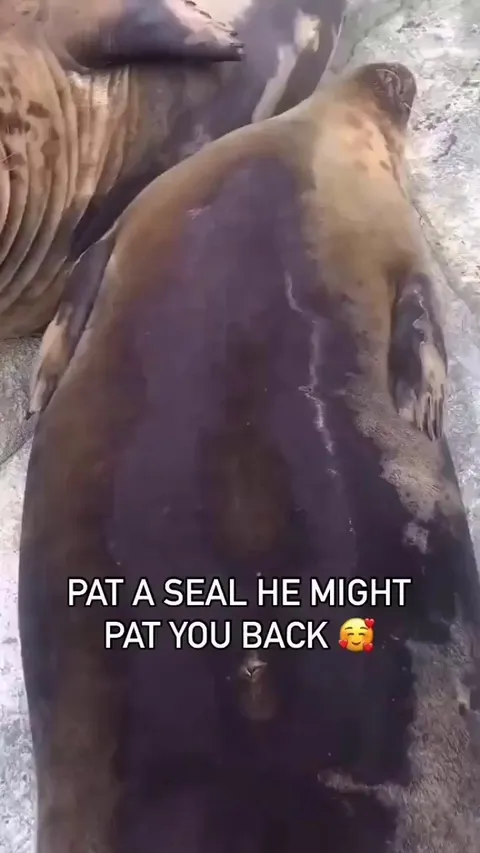 Seal patting a human