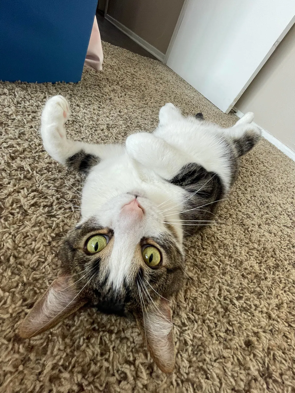 Anyone else’s cats like to lie on their backs?