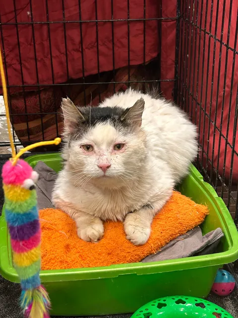 What a change 2 months can make- Foster Fail- read for a happy end 😻