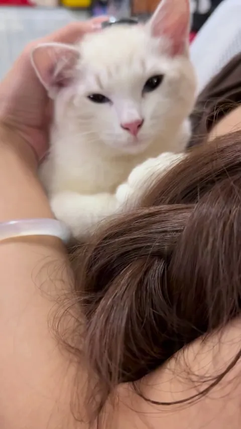 Out of my five cats (all different breeds), this little guy is the most clingy.