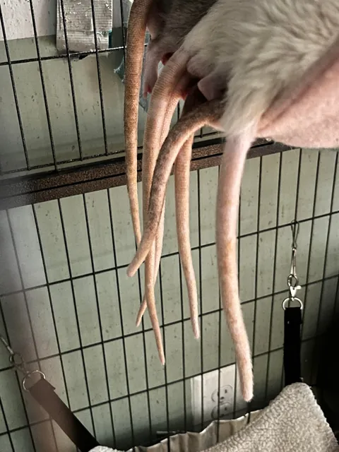 They have other hammocks