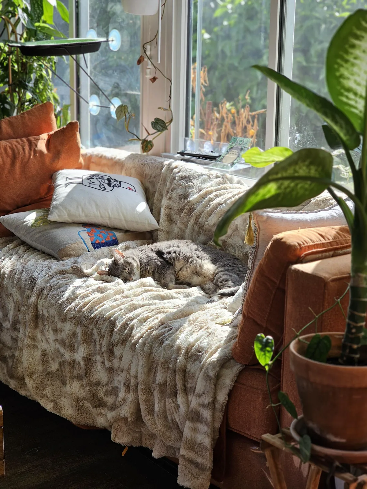 Cat on a daybed in a sunroom