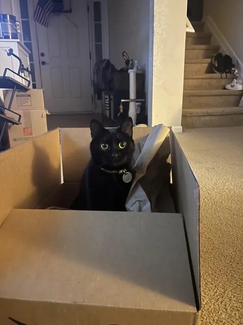 Our house panther Max