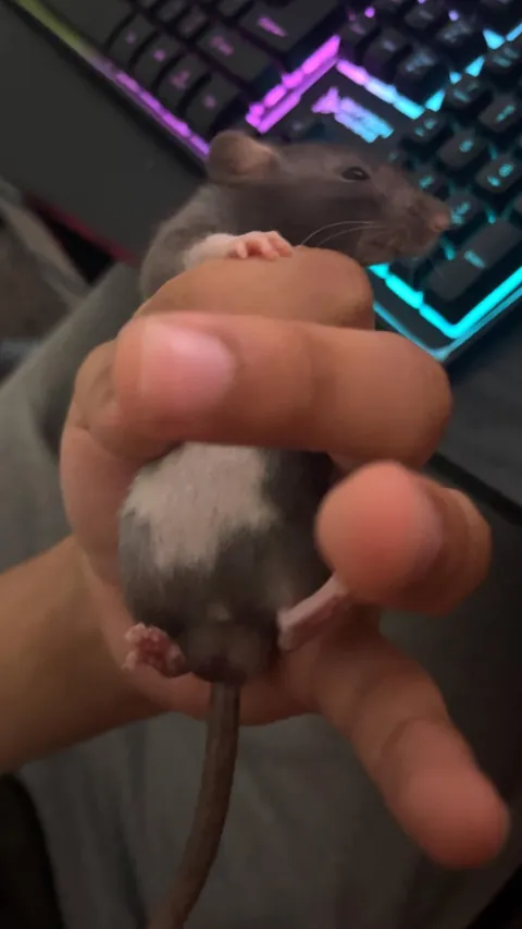 These where sold to me as girls but I’m starting to doubt…