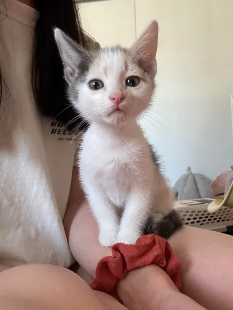 Everyone meet Gluten